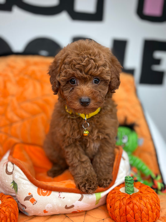 Red Male Toy Poodle ‼️ (Deposit Only Please Read The DESCRIPTION Below‼️