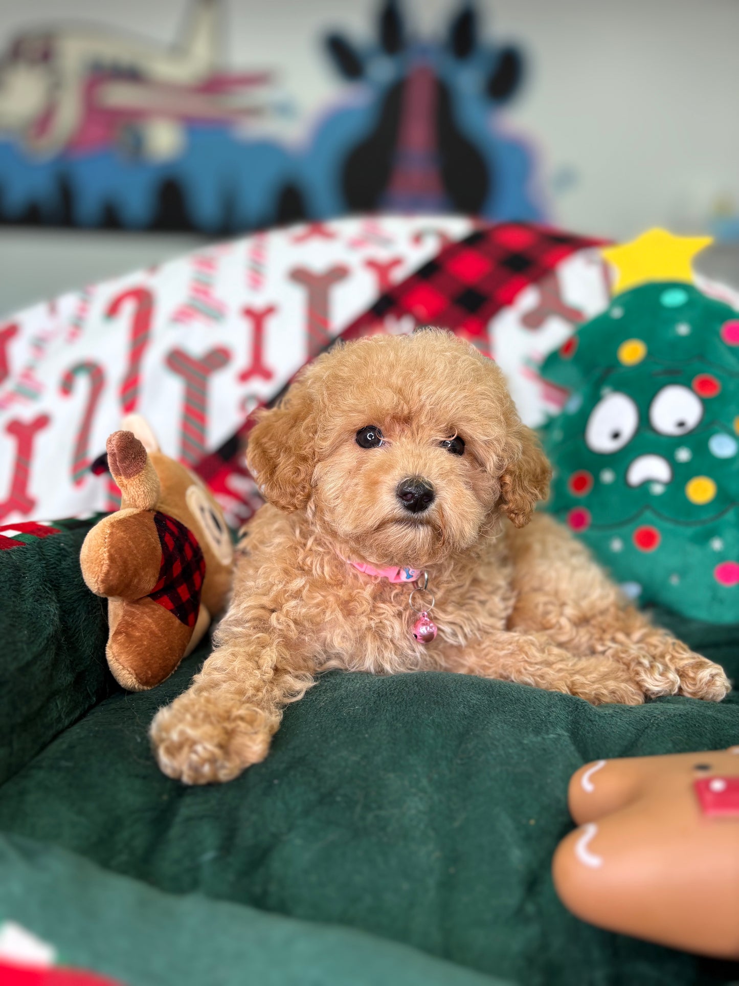 Apricot Male Toy Poodle (Deposit Only‼️ Please Read The DESCRIPTION Below‼️)