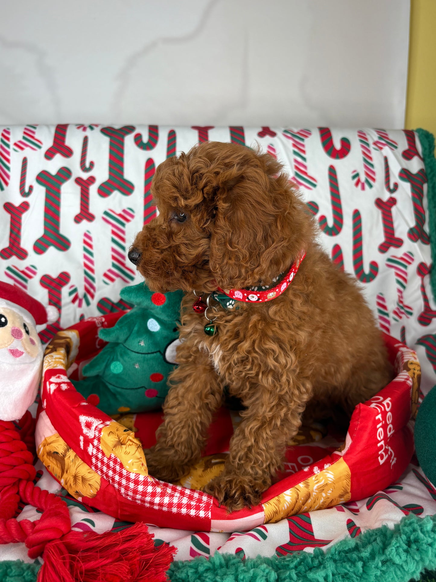 Red Male Miniature Poodle  (Deposit Only ‼️ Please Read The DESCRIPTION Below‼️)