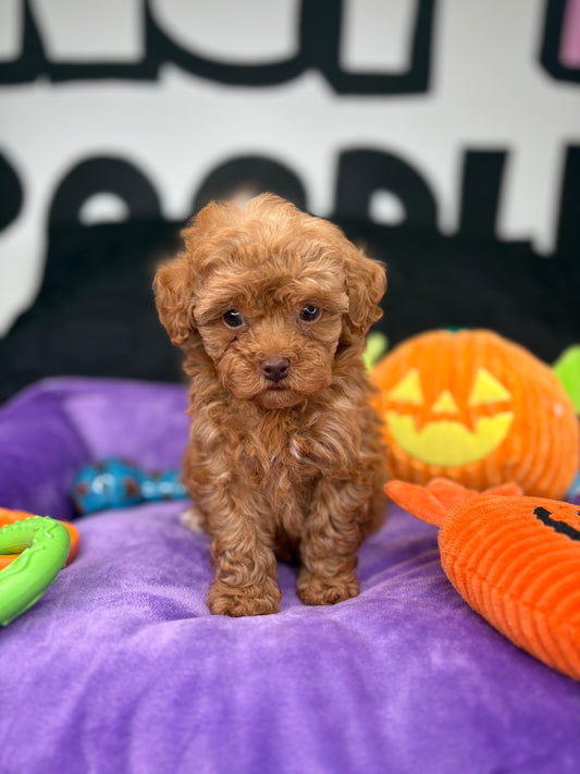 VERY TINY Leo Apricot Male Teacup Poodle 🐩 (Deposit Only ‼️Please Read The Description Below‼️)