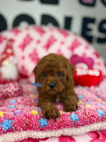 “Rojo” The Dark Red Male Teacup Poodle (Deposit Only‼️ Please Red The DESCRIPTION Below‼️)