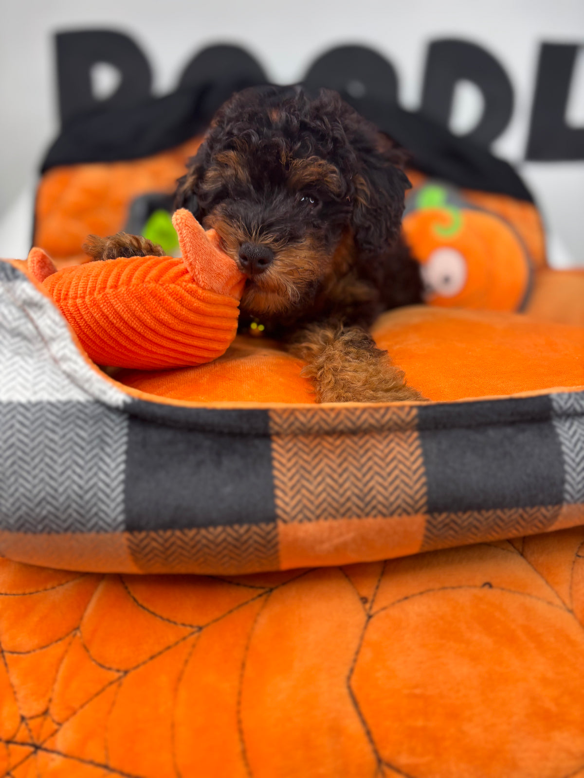 Red Phantom Male Toy Poodle 🐩 ‼️(Deposit Only, Please Read The Description Below‼️)
