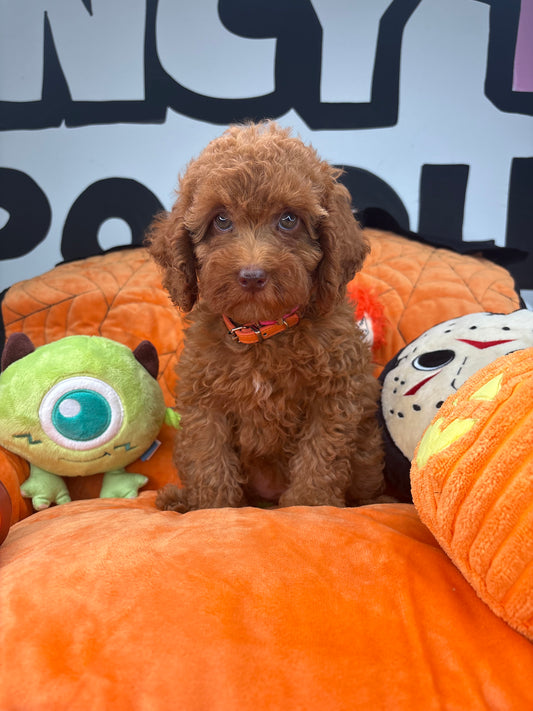 Red Female (Red Nose) Toy Poodle (Deposit Only ‼️ Please Read DESCRIPTION Below‼️)