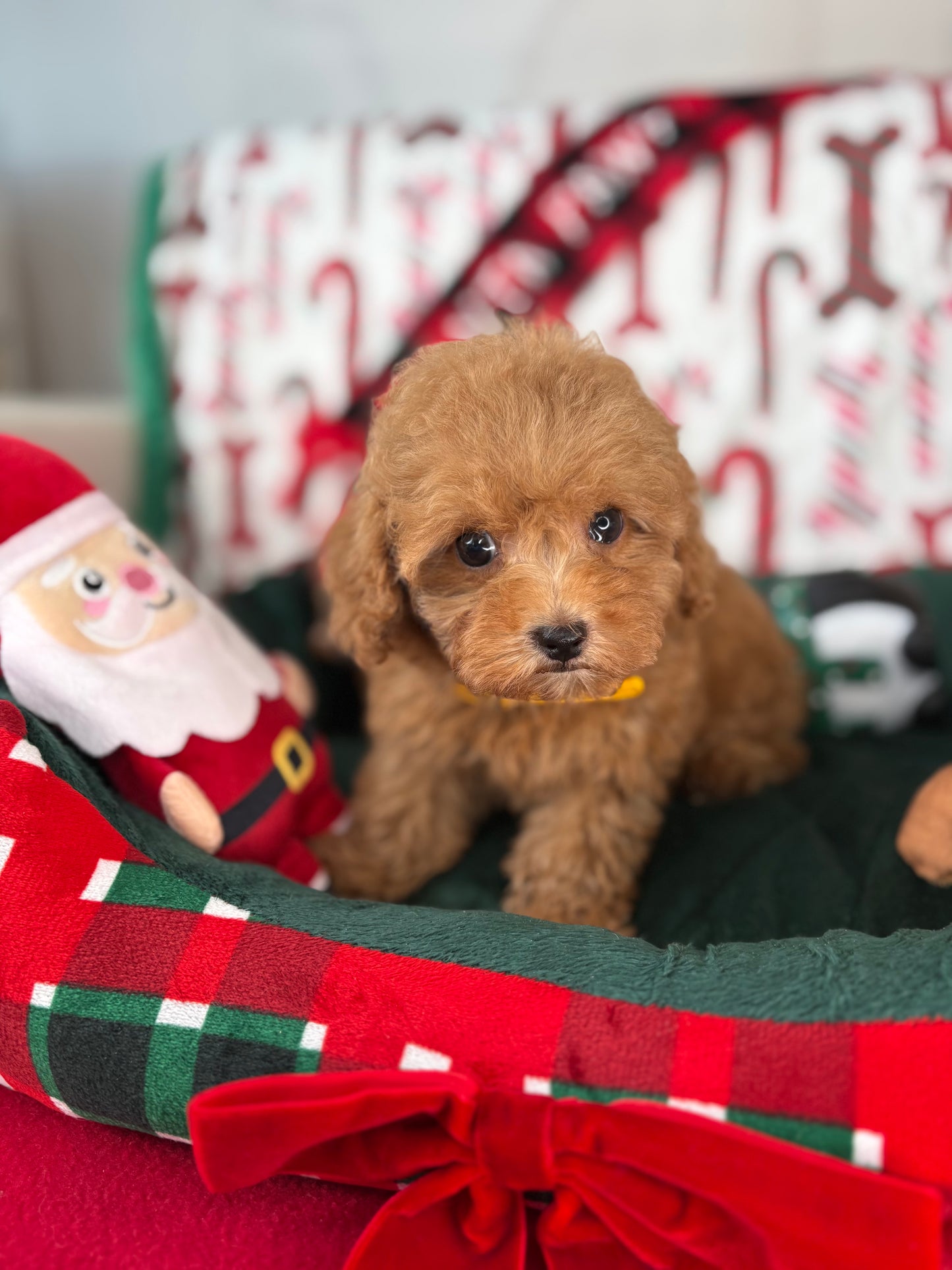 Apricot Female Teacup Poodle ‼️(Deposit Only ‼️ Please Read The Description Below ‼️)