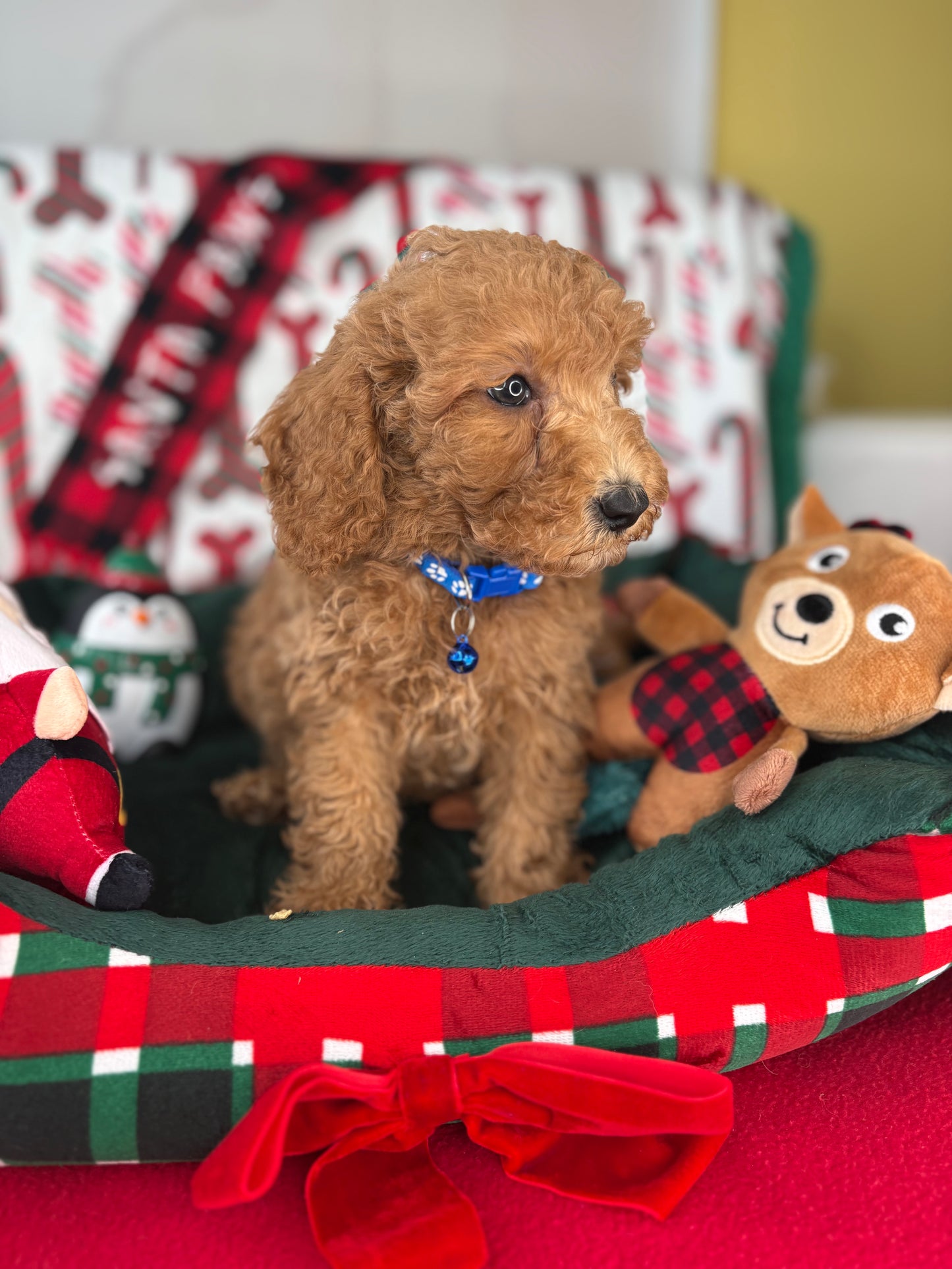 Apricot Male Miniature Poodle (Deposit Only ‼️ Please Read DESCRIPTION Below‼️)