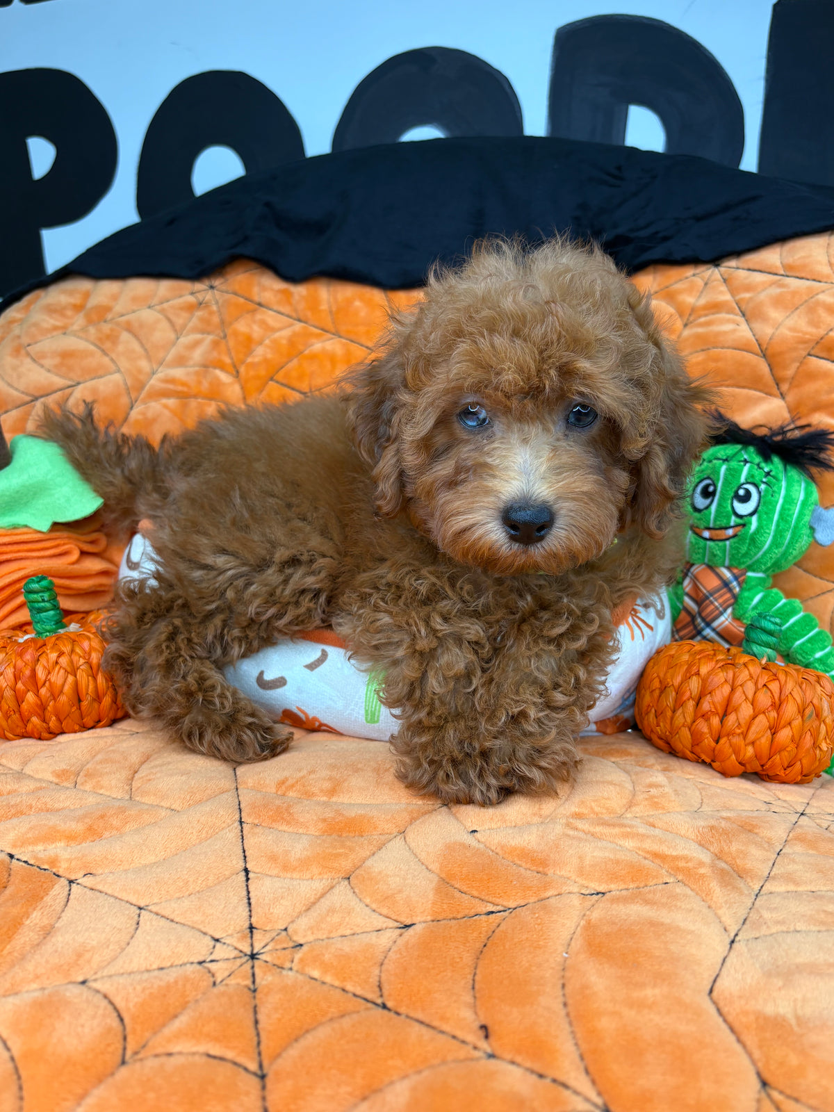 Apricot Male Miniature Poodle (Deposit Only ‼️ Please Read The DESCRIPTION Below‼️)