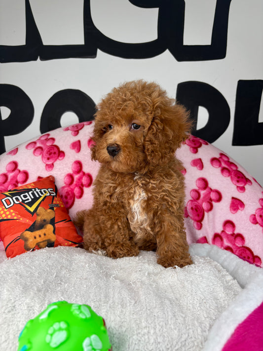Apricot Male Miniature Poodle (Deposit Only ‼️ Please Read The DESCRIPTION Below‼️)