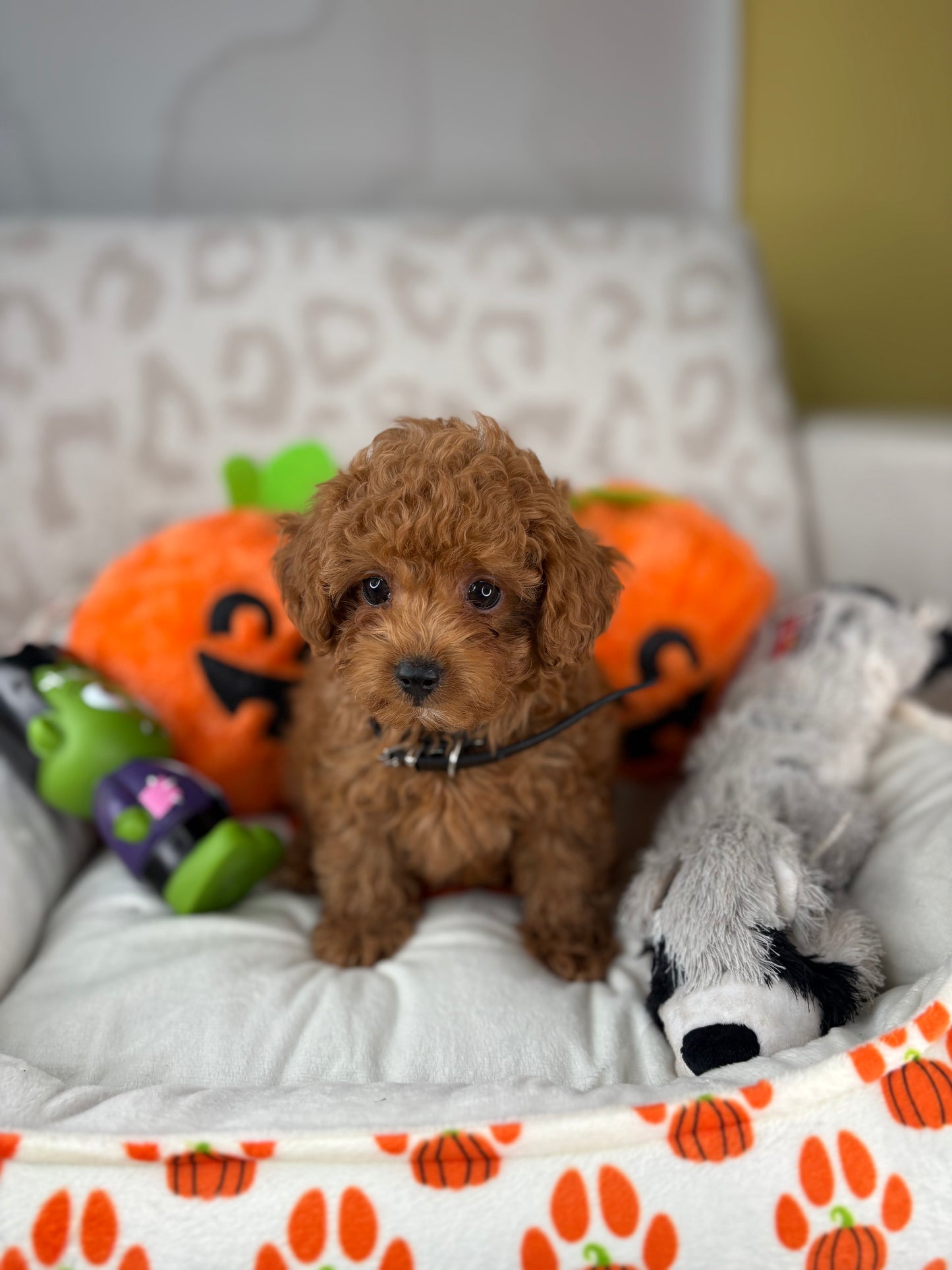Apricot Male Teacup Poodle (Deposit Only‼️Please Read The Description Below‼️)