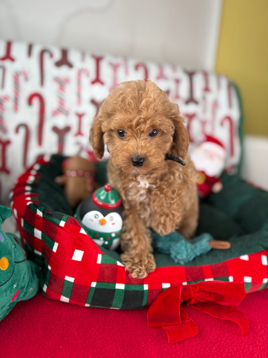 Apricot Male Teacup Poodle (Deposit Only Please Read The DESCRIPTION Below‼️