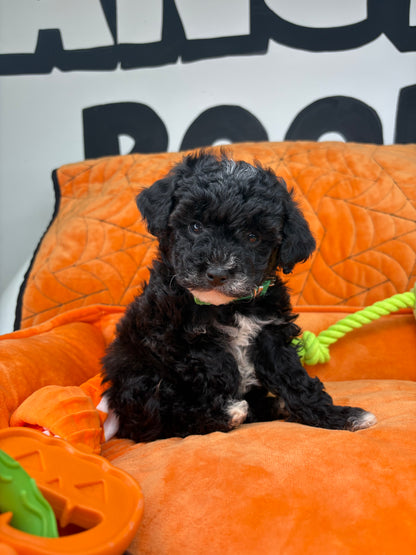Tiny Black and White Female Male Toy Poodle (Deposit Only, Please Read The Description Below‼️)
