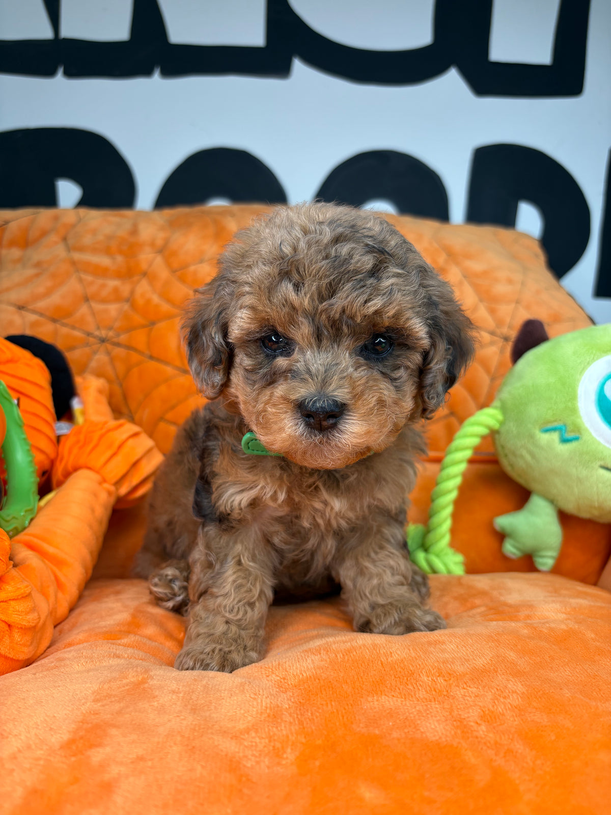Merle Female Teacup Poodle ‼️(Deposit Only ‼️ Please Read The Description Below ‼️)
