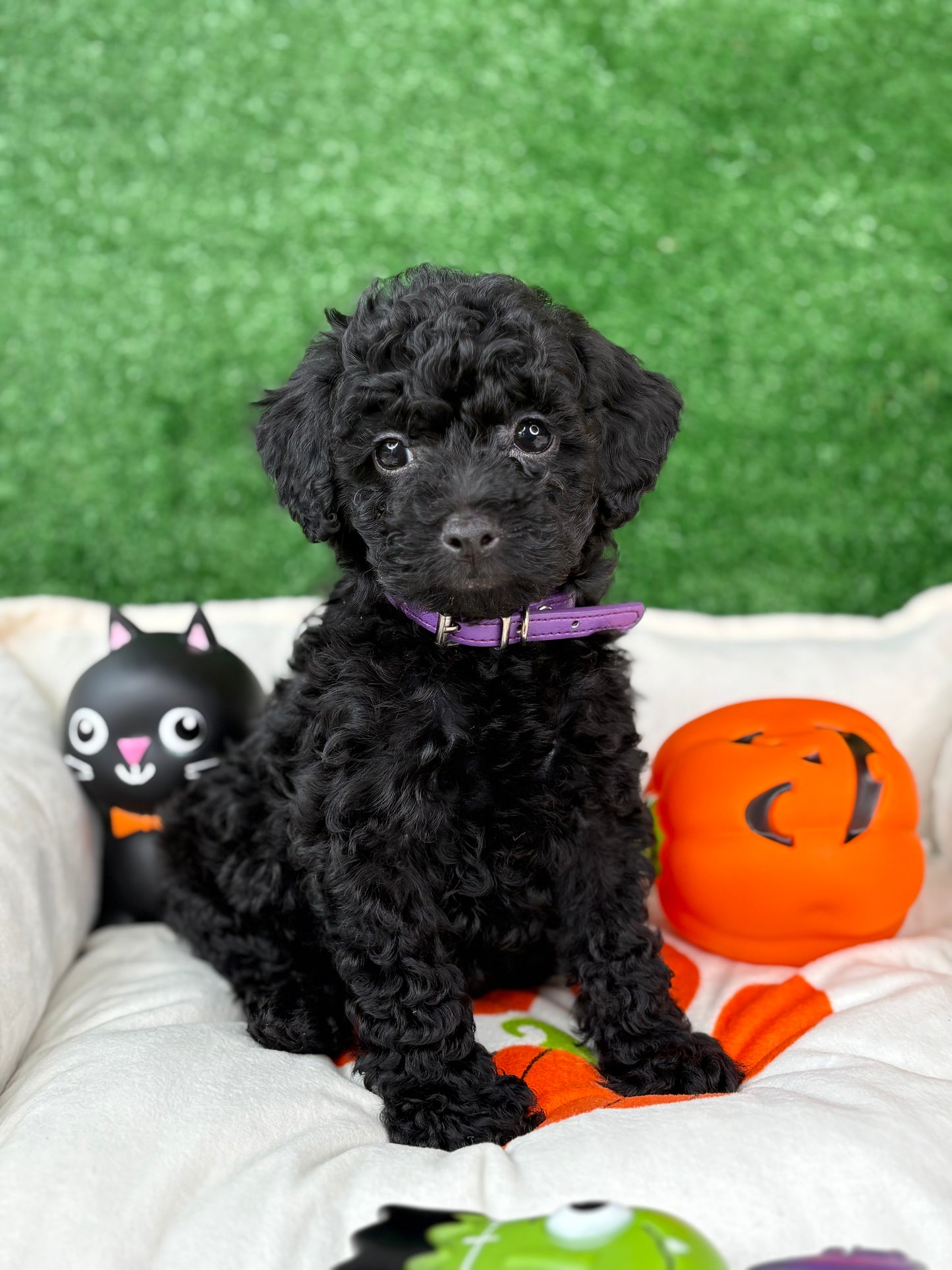 Black Female Toy Poodle ‼️(Deposit Only ‼️ Please Read The Description Below ‼️)