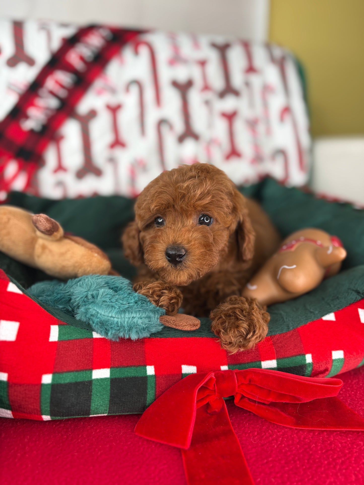 Dark Red Female Teacup Poodle (Deposit Only Please Read The DESCRIPTION Below‼️