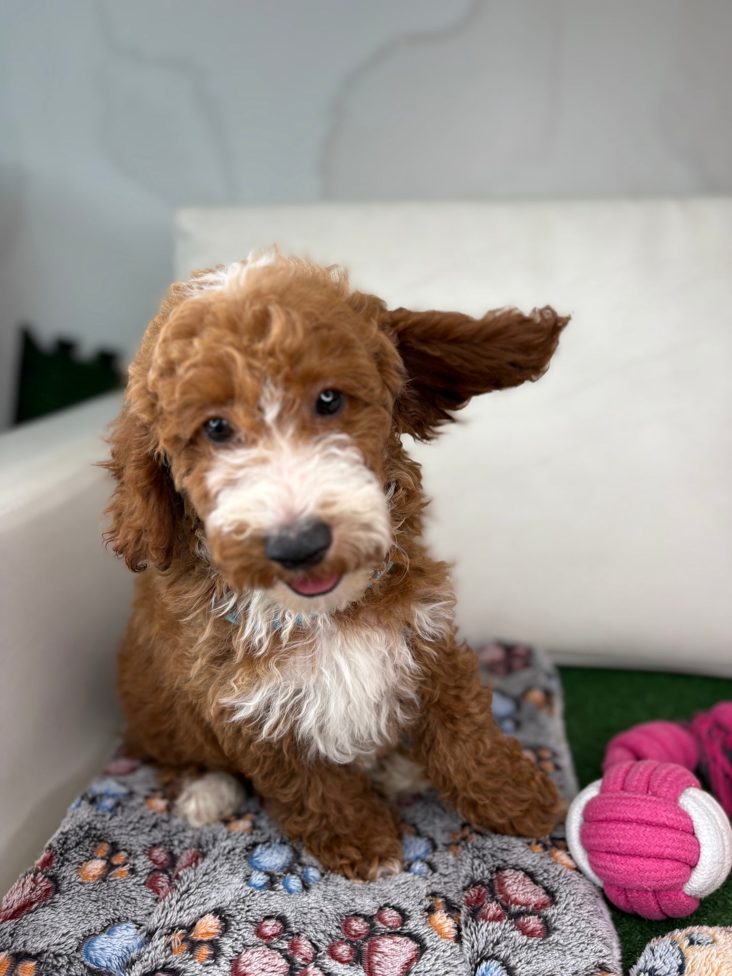 Red And White Male Miniture Poodle 🐩 (Deposit Only, Please Read The Description Below‼️)