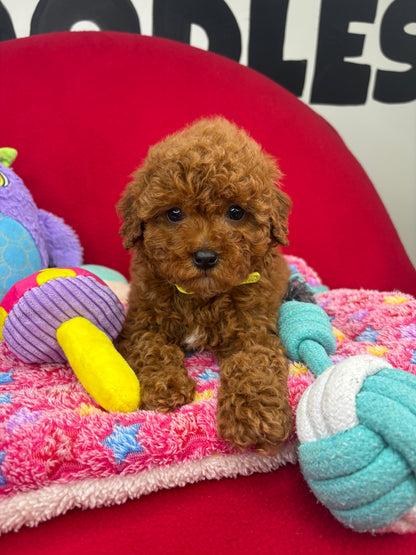 Dark Red Female Miniture Poodle (Deposit Only, Please Read The Description Below‼️)