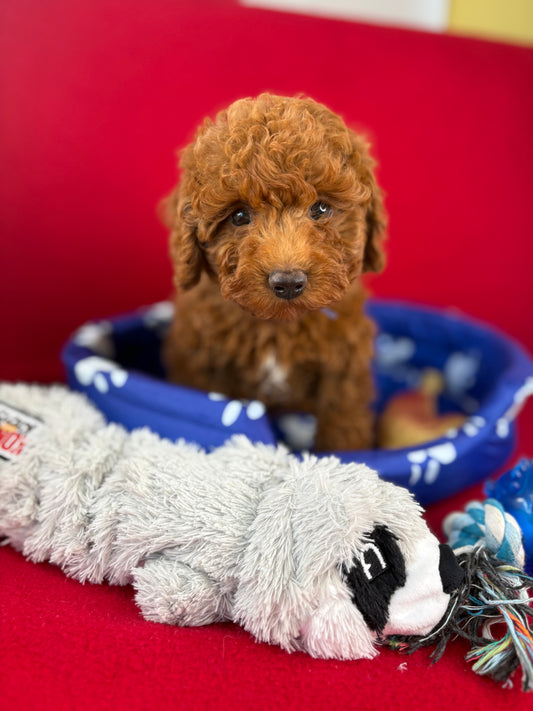 Red Male Toy Poodle 🐩 (Deposit Only‼️Please Read The Description Below‼️)