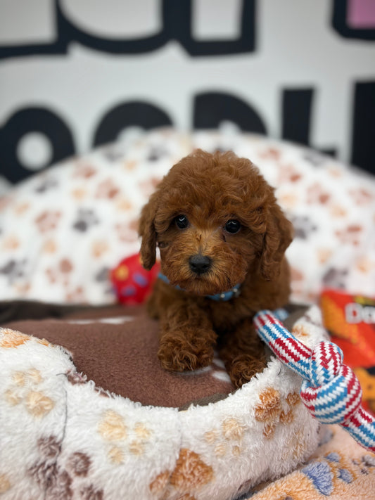 Dark Red Female Teacup Poodle ‼️(Deposit Only ‼️ Please Read The Description Below ‼️)