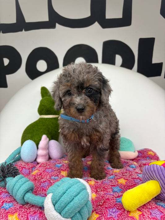 Merle Phantom Female Toy Poodle (Deposit Only ‼️ Please Read DESCRIPTION Below‼️)