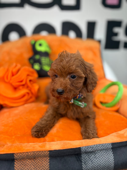 Red Male Teacup Poodle (Deposit Only‼️Please Read The Description Below‼️)