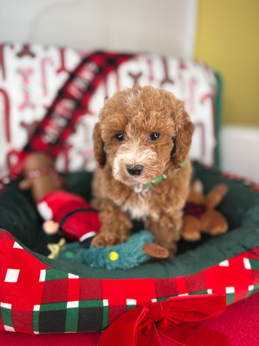 Apricot And White Female Toy Poodle ‼️(Deposit Only ‼️ Please Read The Description Below ‼️)