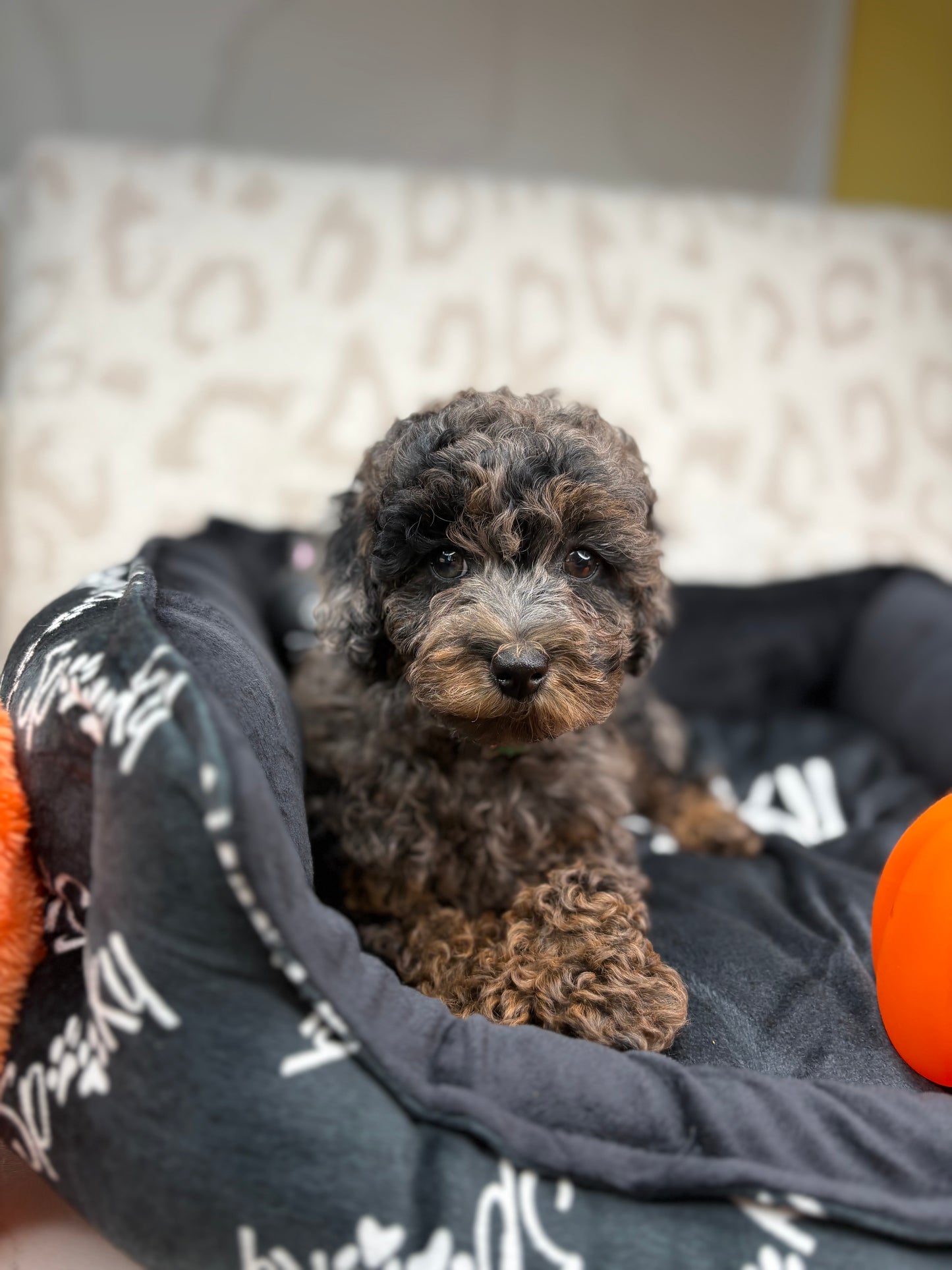 Merle Phantom Female Toy Poodle (Deposit Only‼️ Please Read The Description Below‼️)