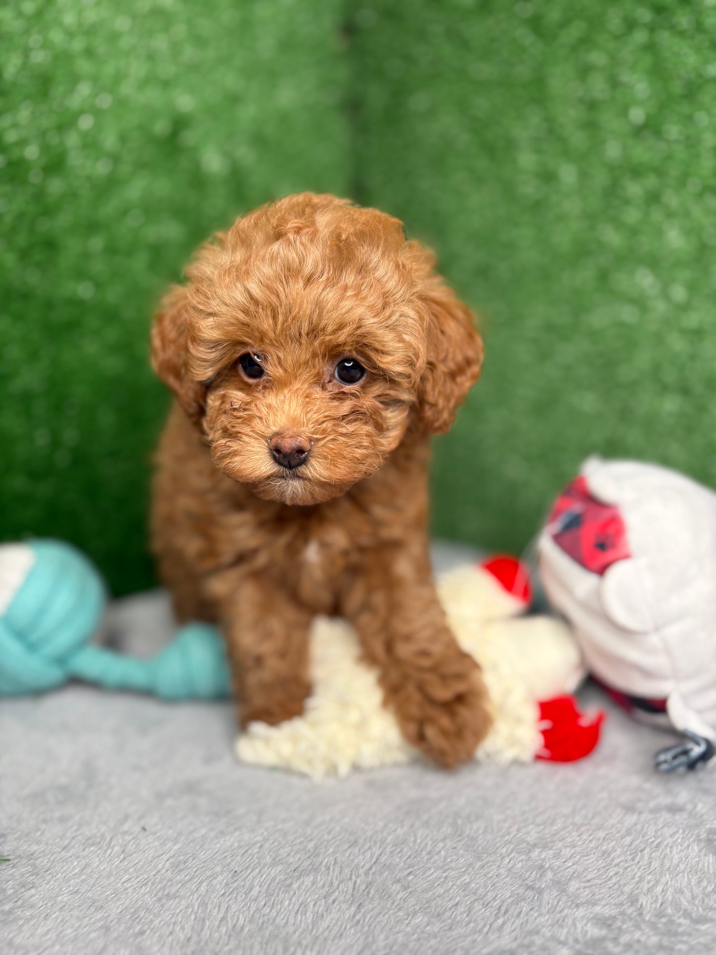 Bailey The Apricot Micro Poodle 🐩 (Deposit Only ‼️Please Read The Description Below‼️)