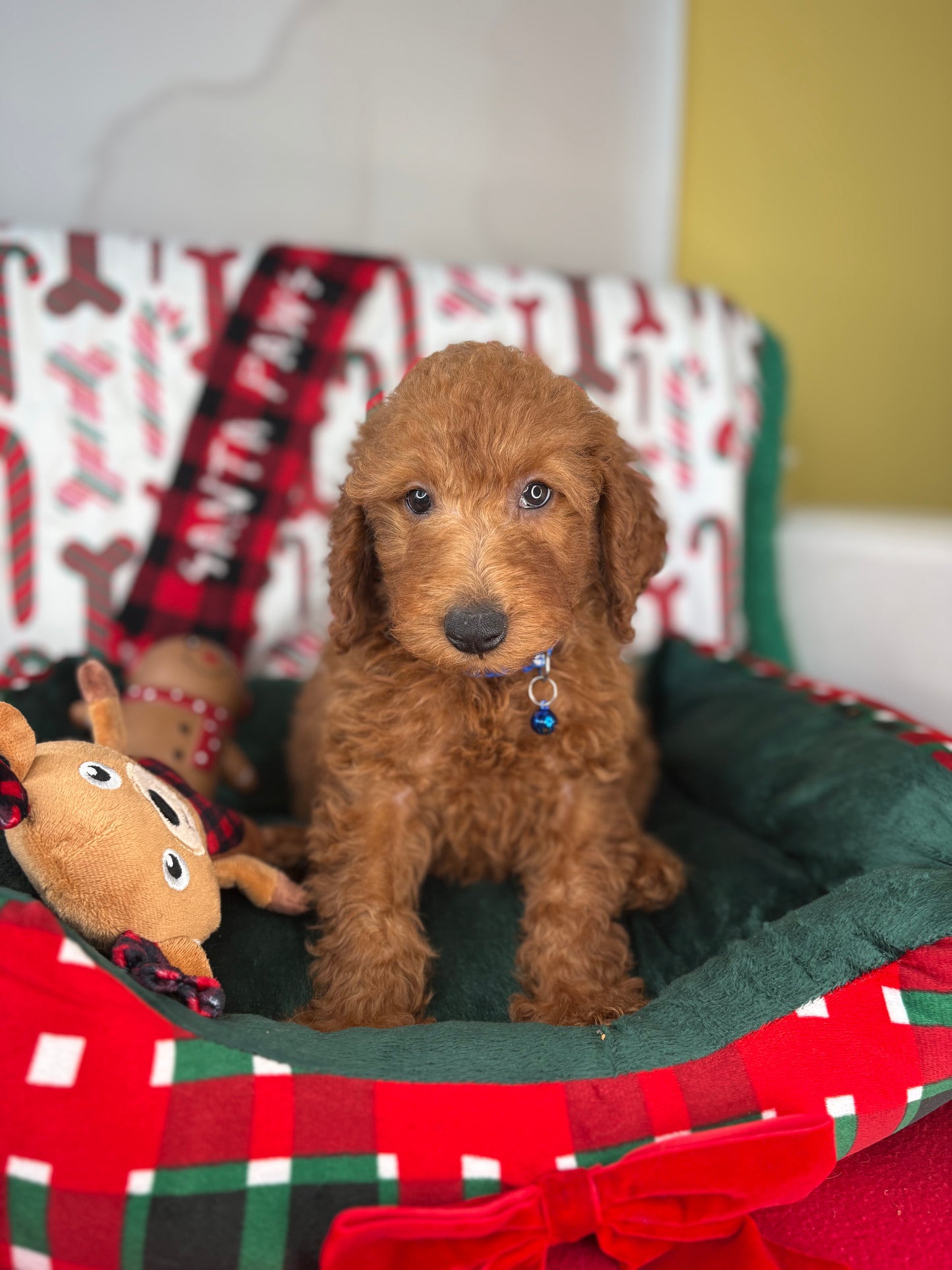 Red Female Miniature Poodle (Deposit Only ‼️ Please Read The DESCRIPTION Below‼️)