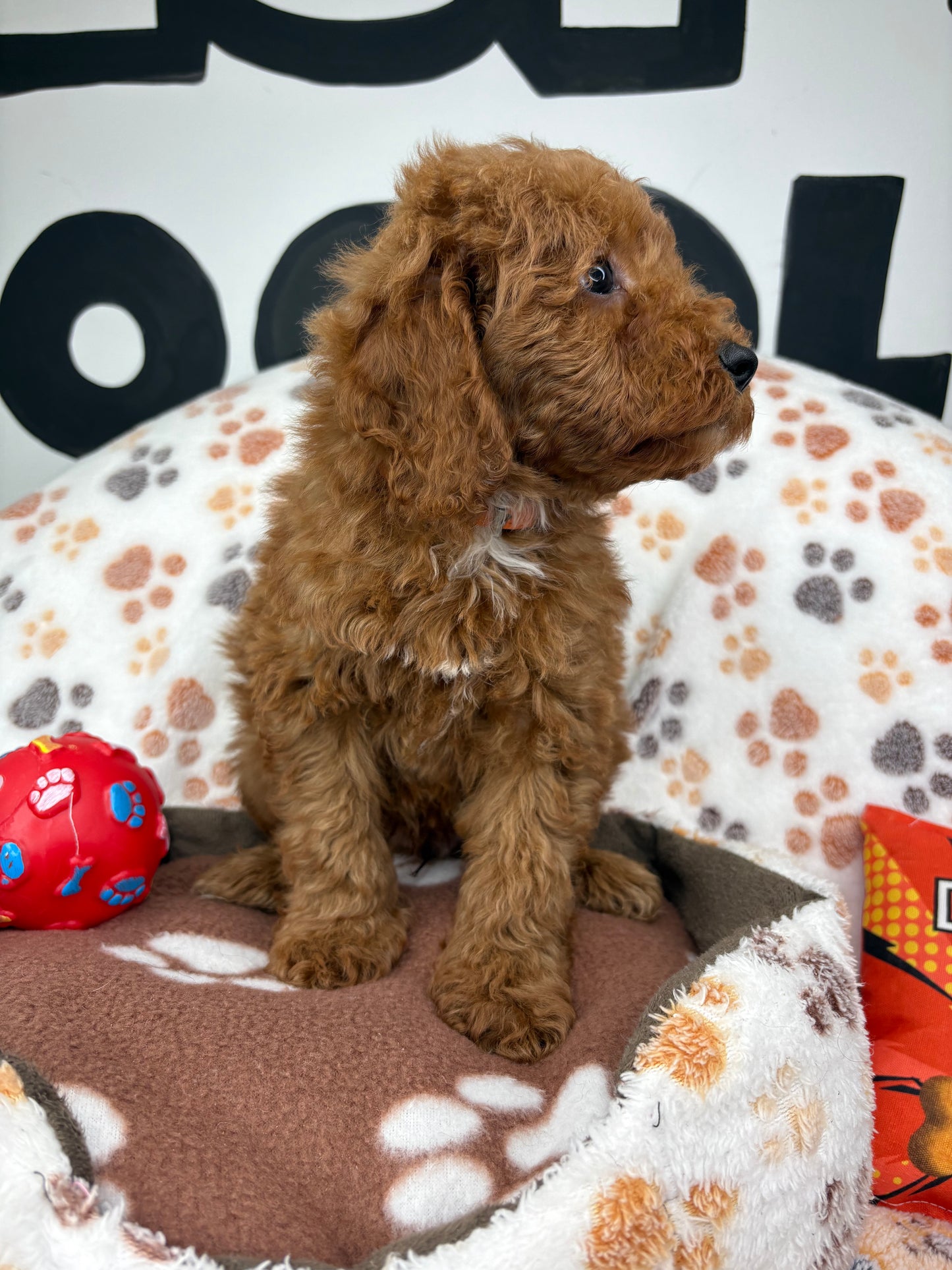 Red Male Toy Poodle 🐩 (Deposit Only ‼️ Please Read The Description Below ‼️)