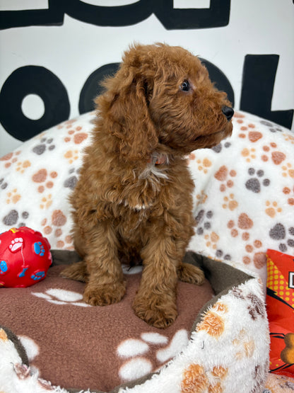 Red Male Toy Poodle 🐩 (Deposit Only ‼️ Please Read The Description Below ‼️)
