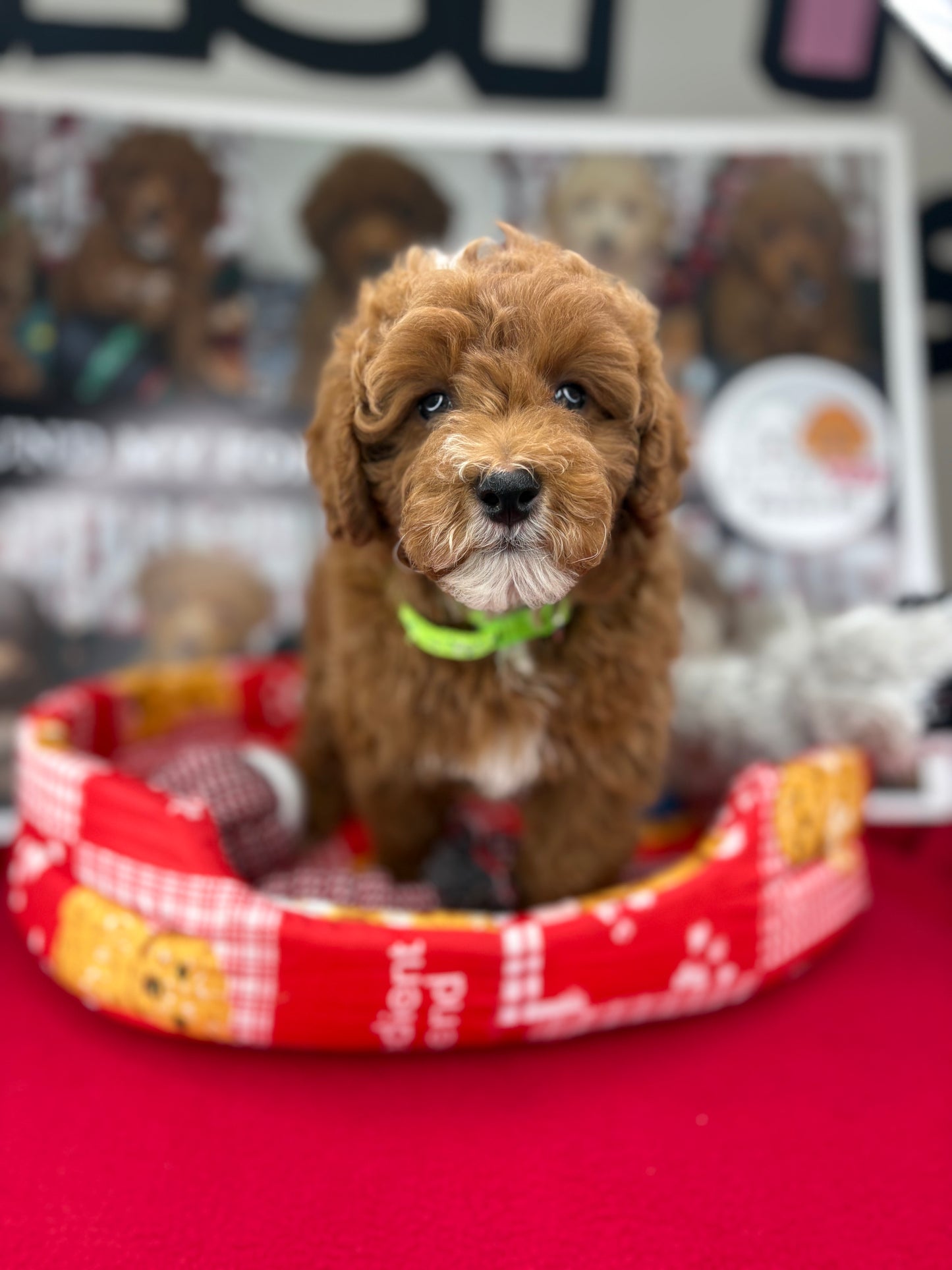 Red And White Male Toy Poodle (Deposit Only‼️Please Read The Description Below‼️)