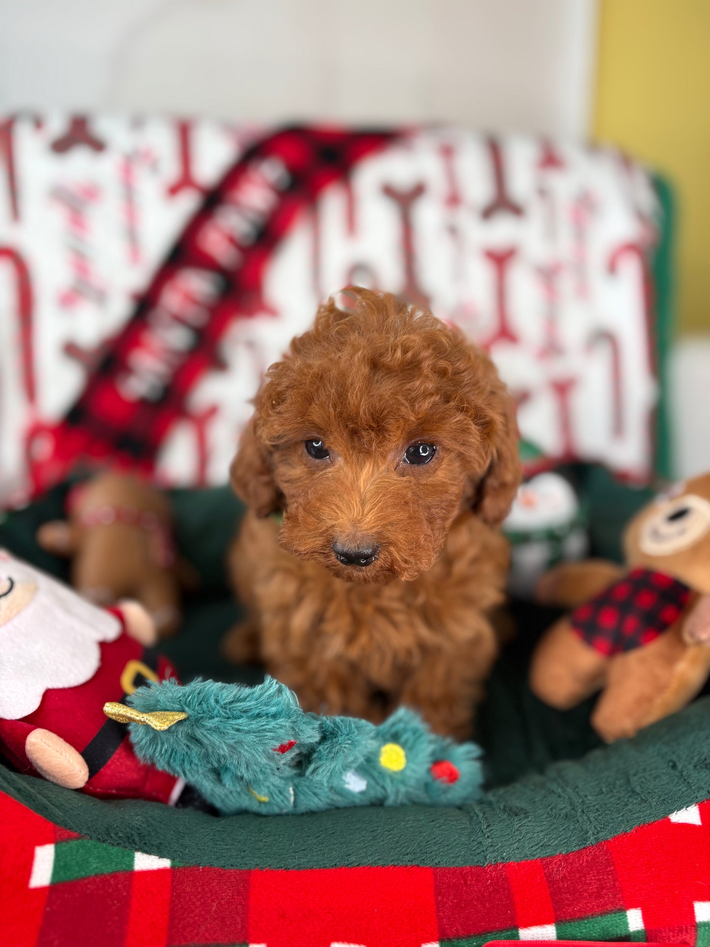 Dark Red Male Toy Poodle (Deposit Only, Please Read The Description Below‼️)