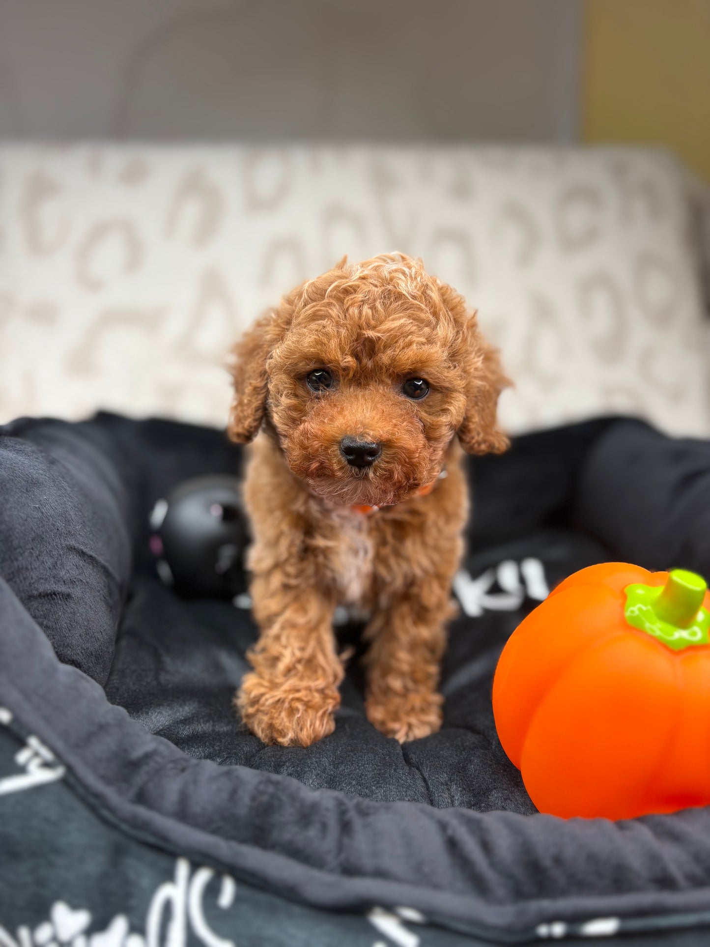 Apricot Male Teacup Poodle 🐩 ‼️(Deposit Only, Please Read The Description Below‼️)