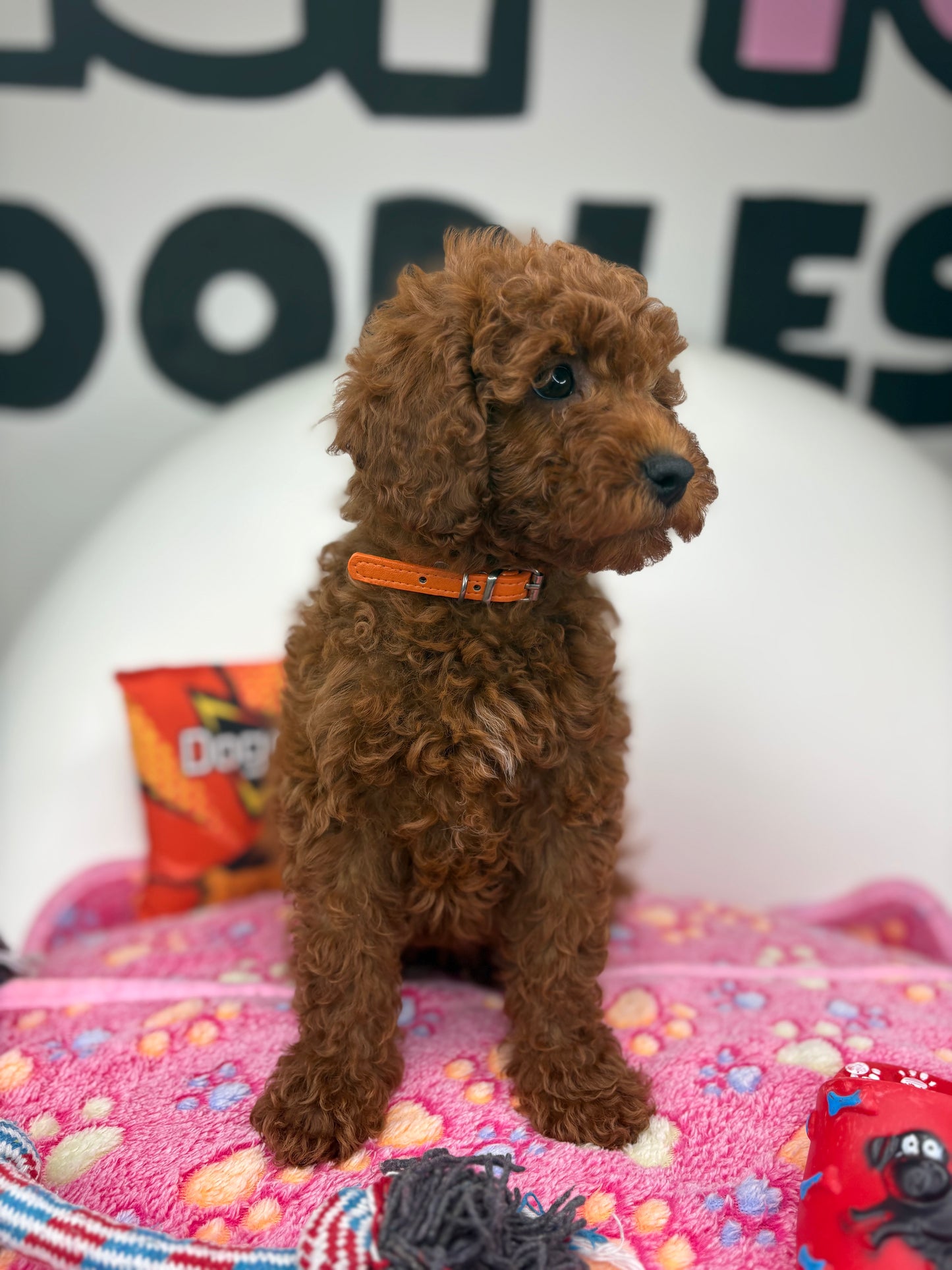Dark Red Male Miniture Poodle (Deposit Only, Please Read The Description Below‼️)