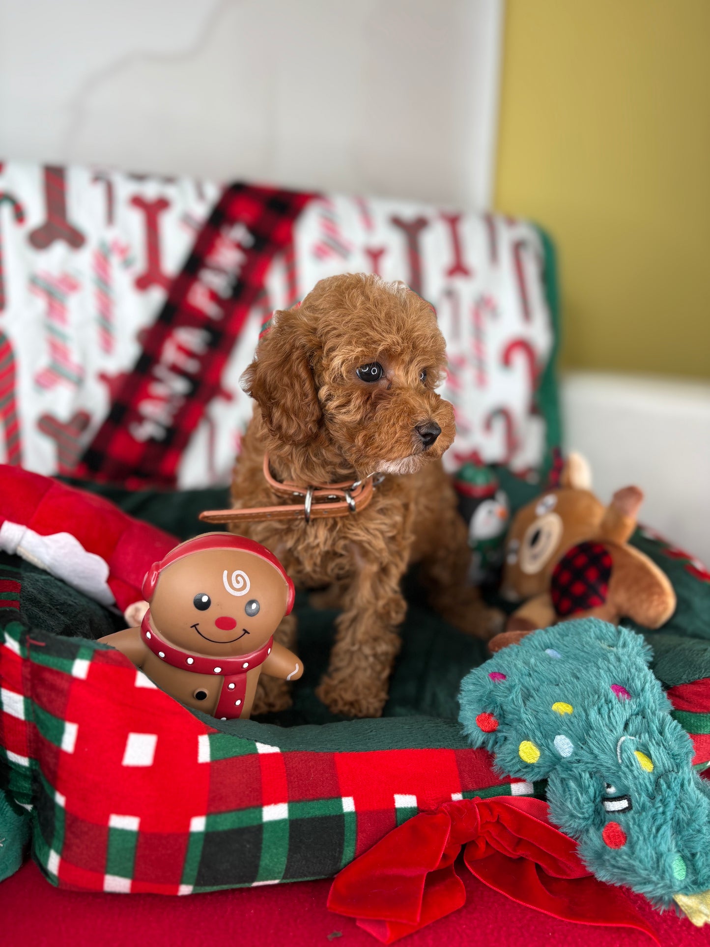 Red Female Toy Poodle (Deposit Only‼️ Please Read The Description Below‼️)