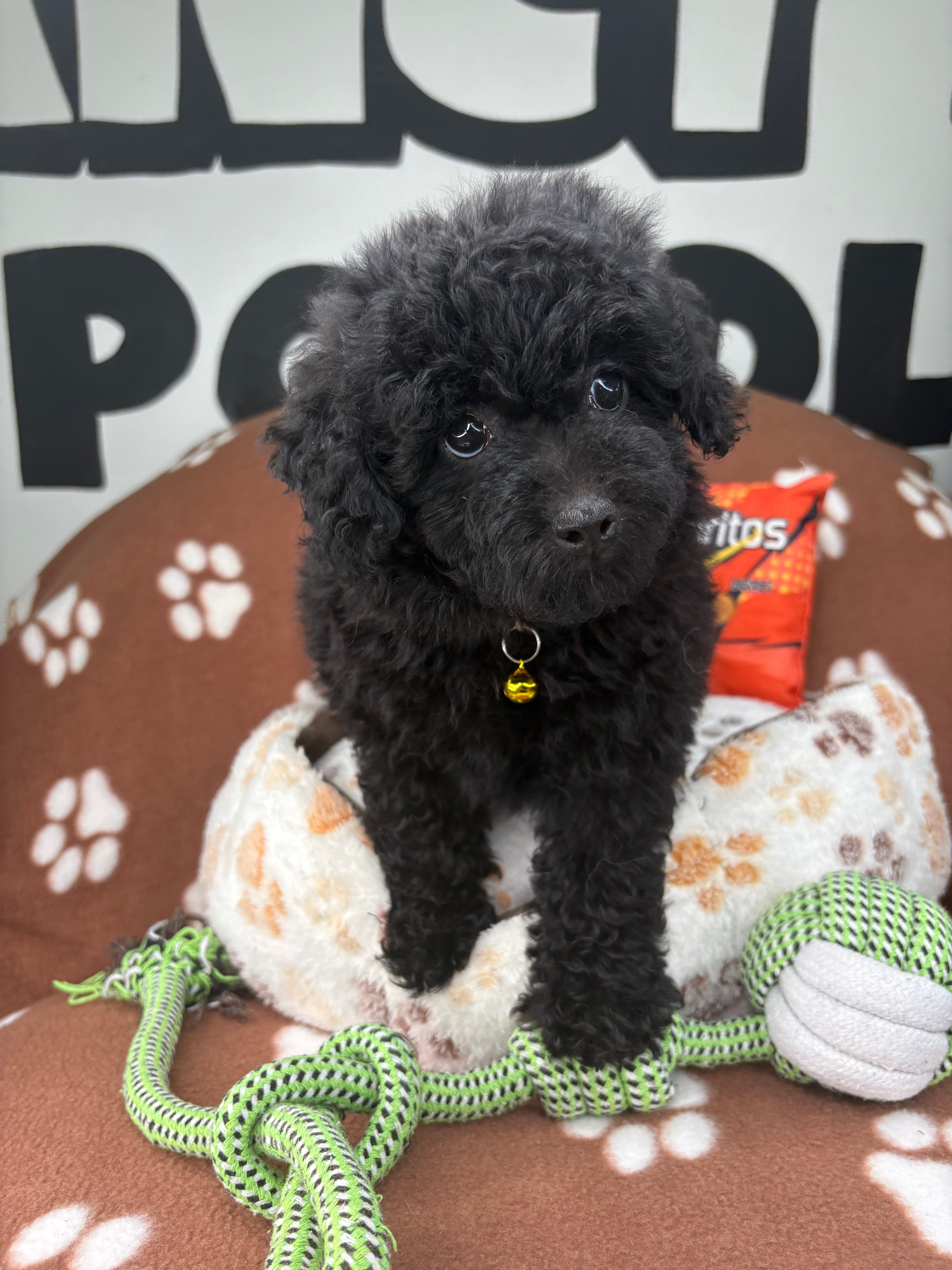 Black Female Miniature Poodle (Deposit Only ‼️ Please Read The DESCRIP ...