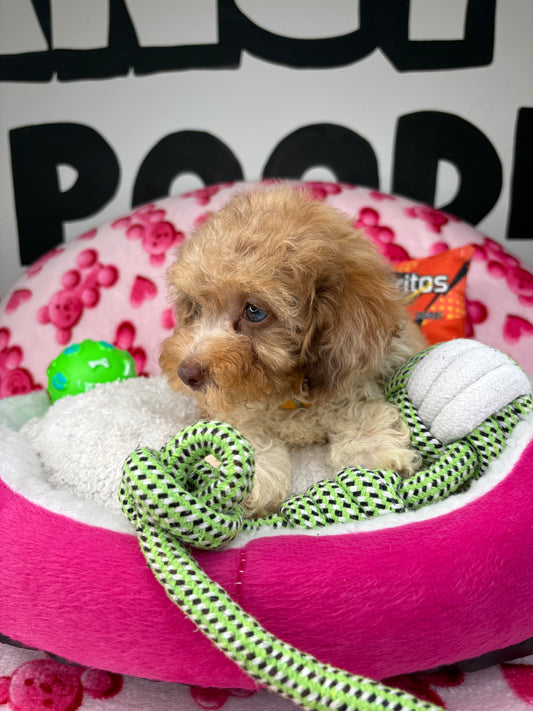 Merle FemaleToy Poodle (Deposit Only ‼️ Please Read DESCRIPTION Below‼️)
