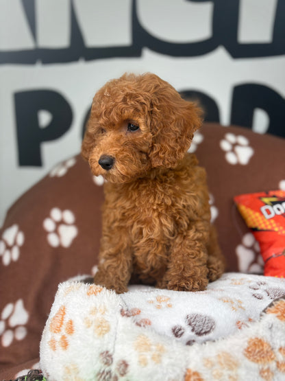 Apricot Female Miniture Poodle (Deposit Only, Please Read The Description Below‼️)
