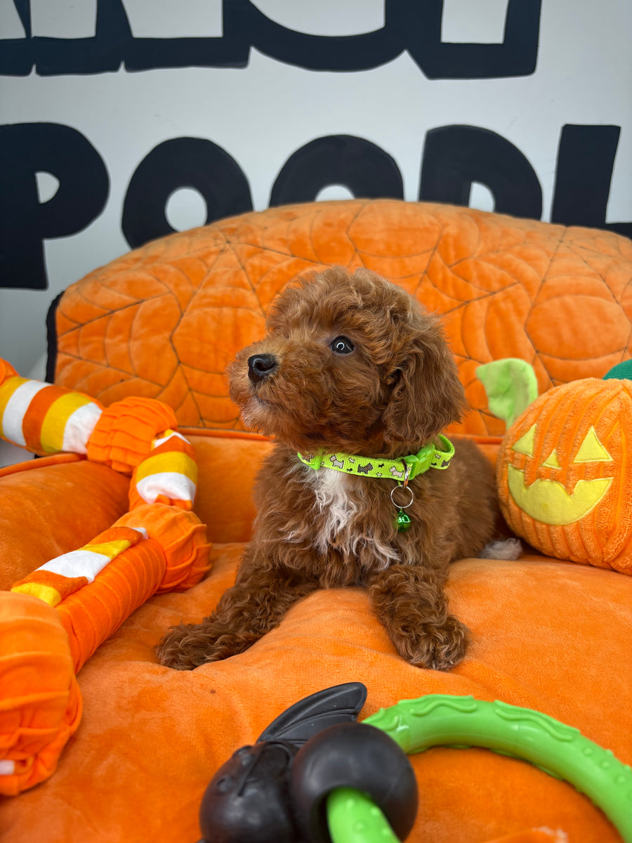 Red Male Toy Poodle ‼️ (Deposit Only Please Read The DESCRIPTION Below‼️