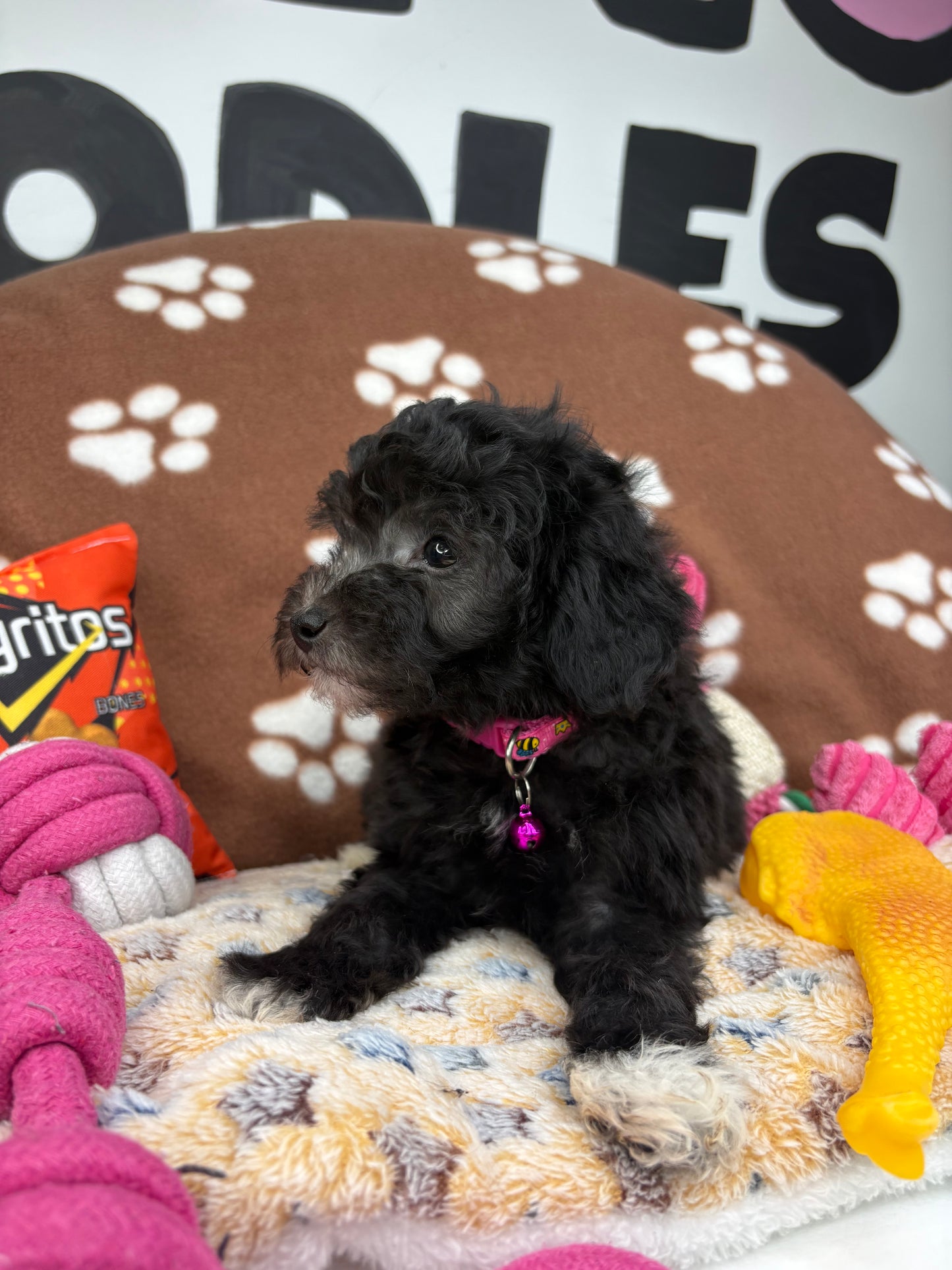 Black Male Toy Poodle (Deposit Only‼️Please Read The Description Below‼️)