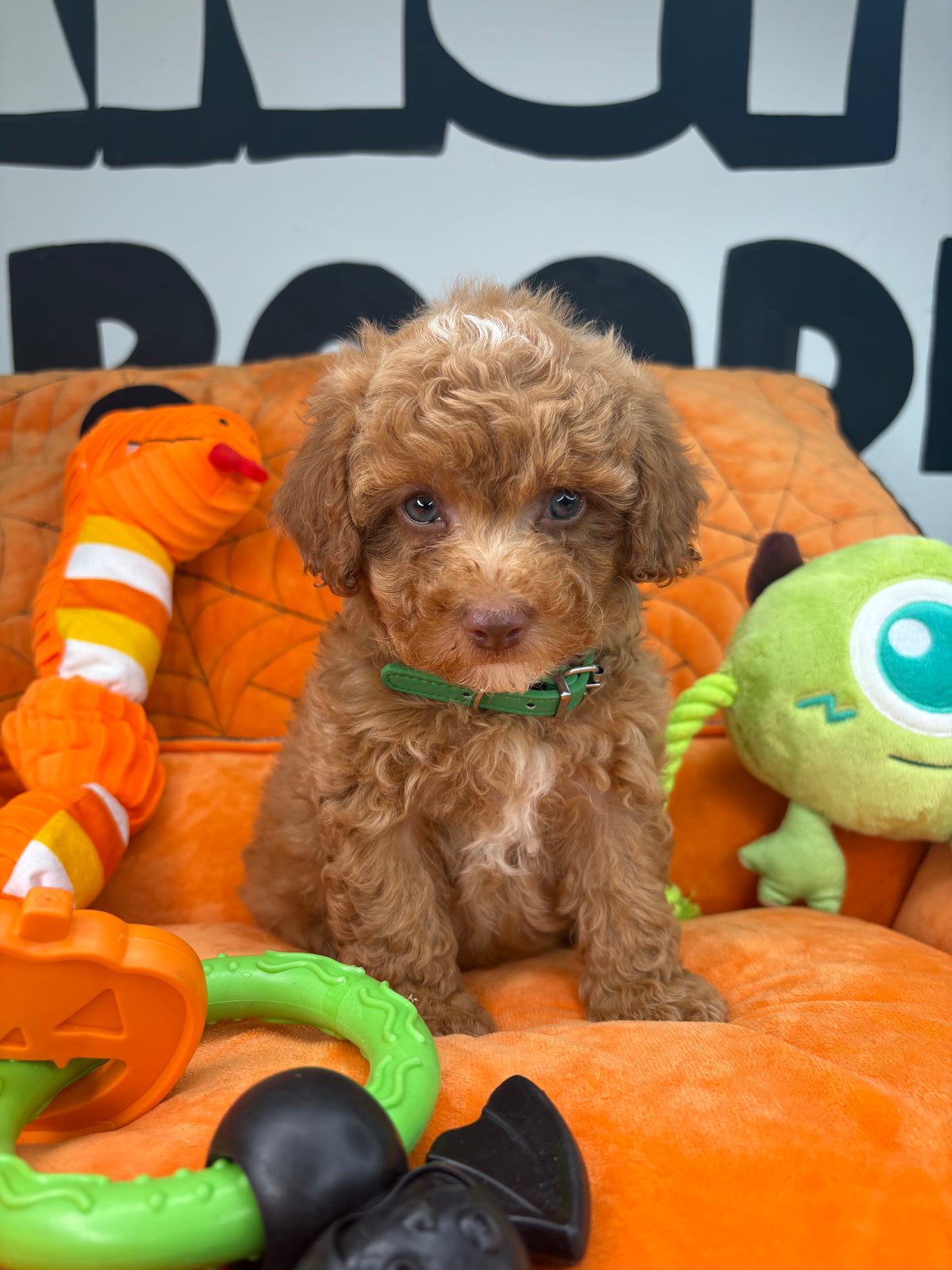 Red And White Female Teacup Poodle ‼️(Deposit Only ‼️ Please Read The Description Below ‼️)