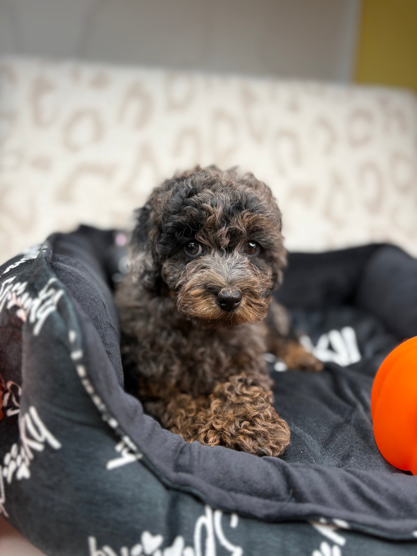 Merle Phantom Female Toy Poodle (Deposit Only‼️ Please Read The Description Below‼️)