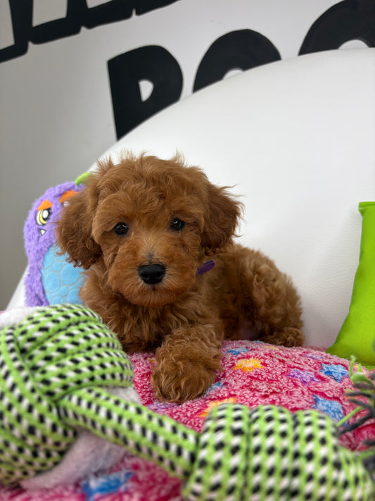 Apricot Male Toy Poodle (Deposit Only‼️Please Read The Description Below‼️)