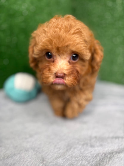 Zion The Micro Poodle (Deposit Only ‼️Please Read The DESCRIPTION Below‼️)