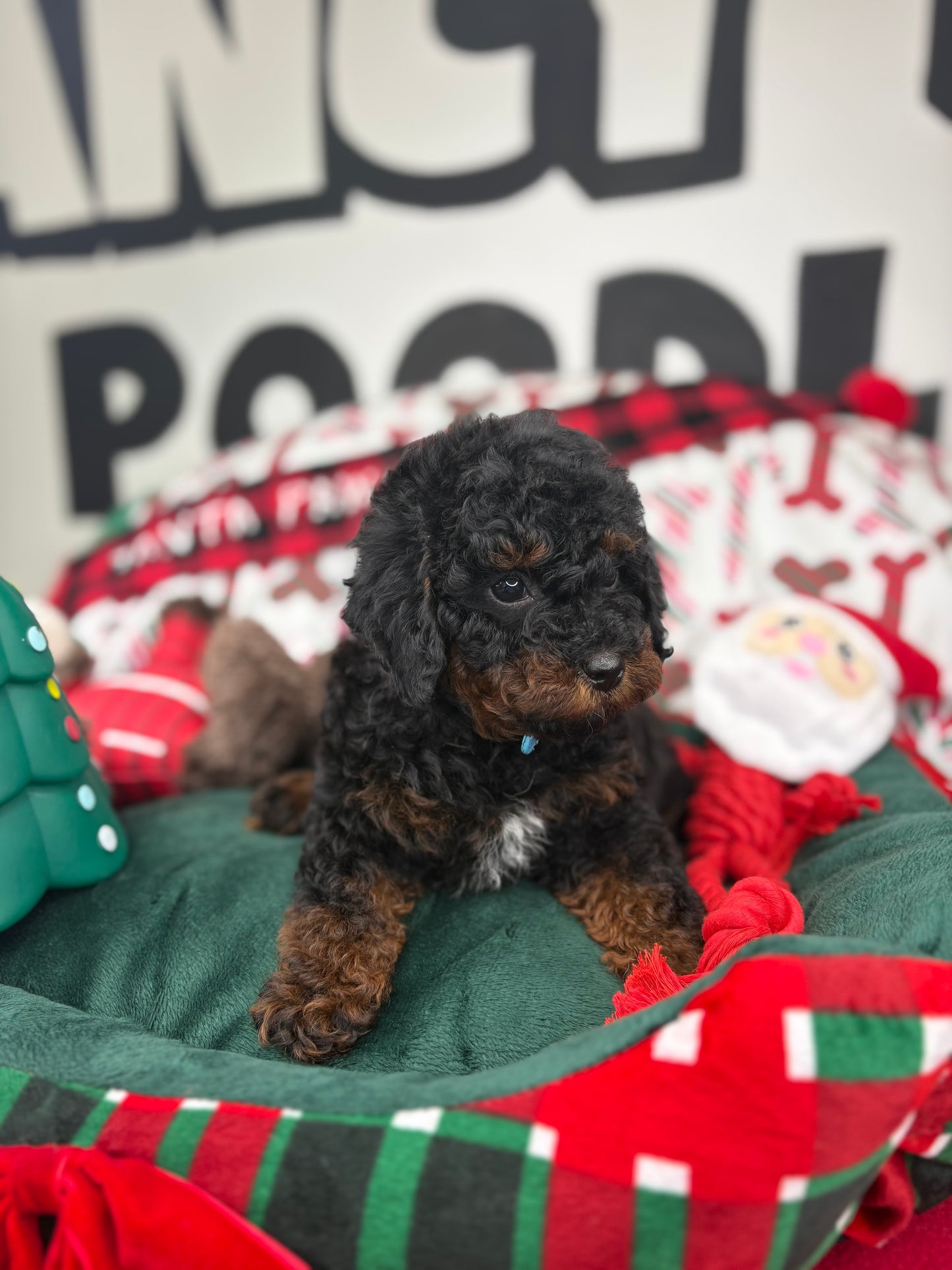 Red Phantom Male Toy Poodle (Deposit Only‼️Please Read The Description Below‼️)