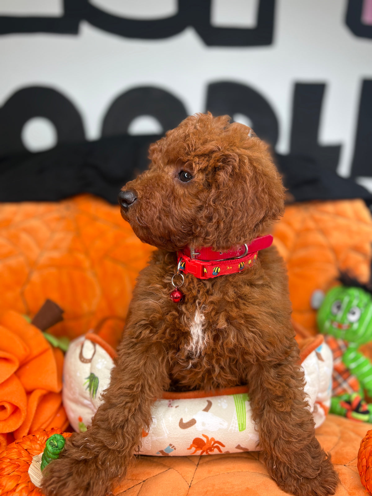 Dark Red Male Miniture Poodle (Deposit Only, Please Read The Description Below‼️)