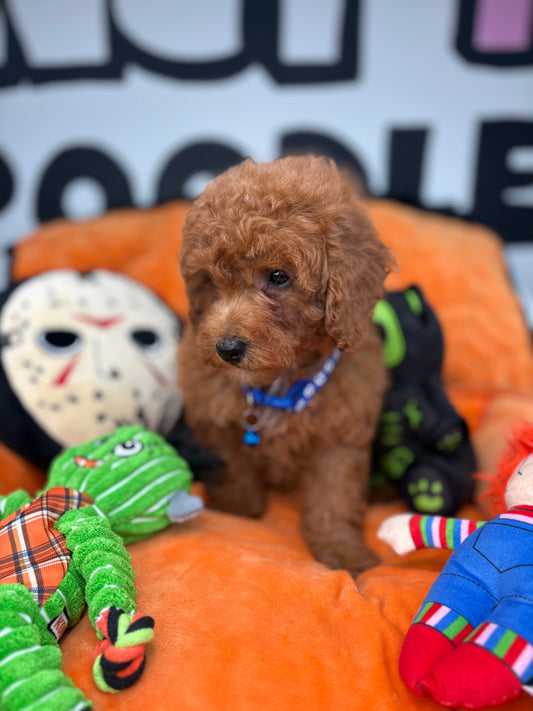 Red Male Toy Poodle 🐩 (Deposit Only‼️Please Read The Description Below‼️)