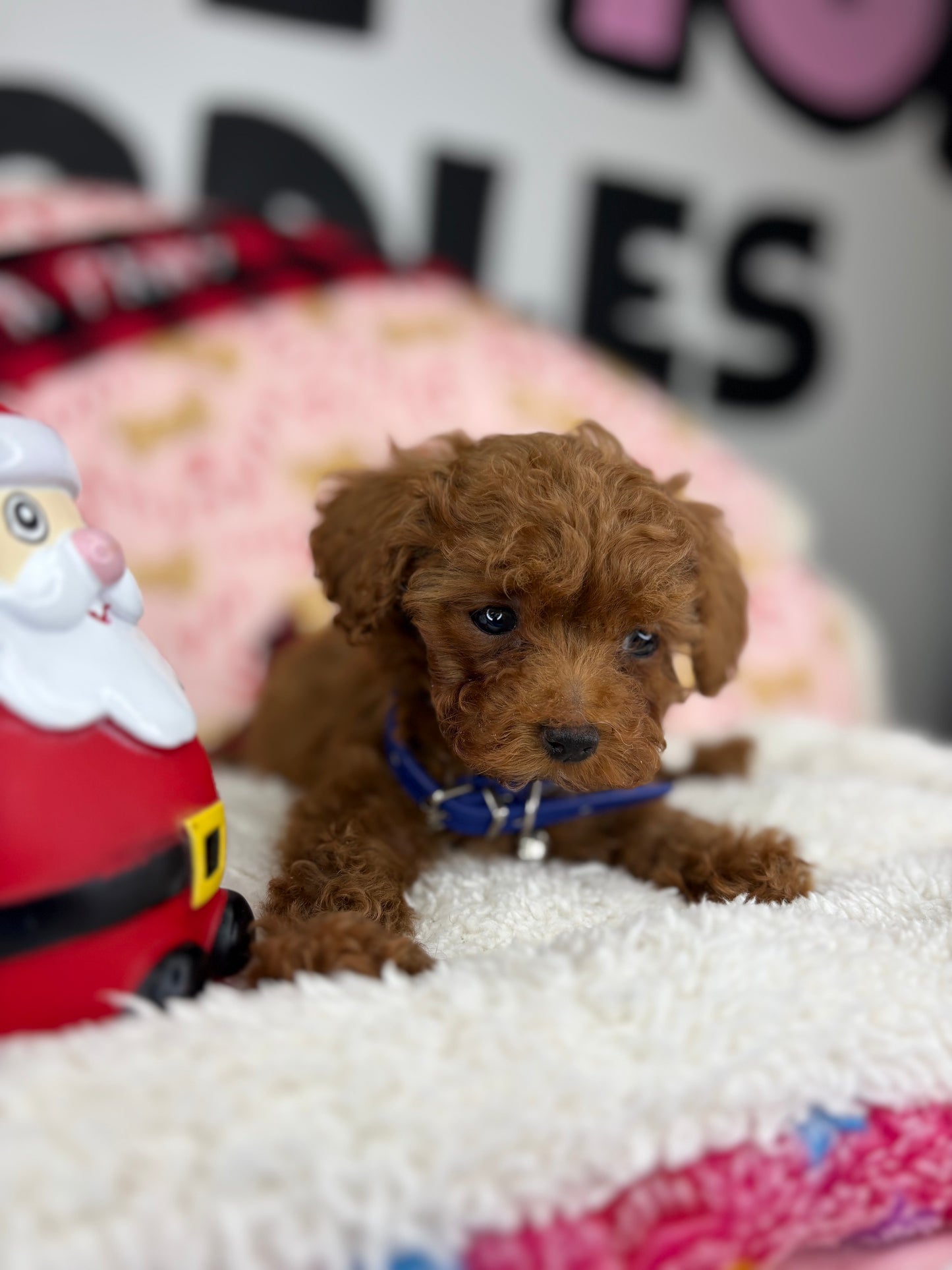 Dark Red Male Micro Poodle (Deposit Only ‼️ Please Read DESCRIPTION Below‼️)