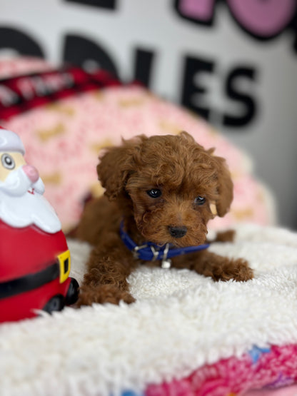 Dark Red Male Micro Poodle (Deposit Only ‼️ Please Read DESCRIPTION Below‼️)
