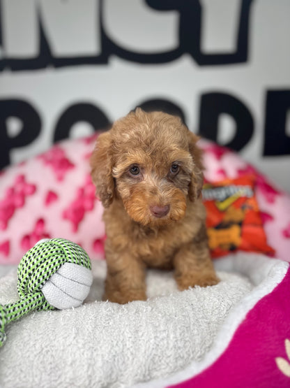 Chocolate Merle Male Toy Poodle 🐩 (Deposit Only ‼️ Please Read The Description Below ‼️)
