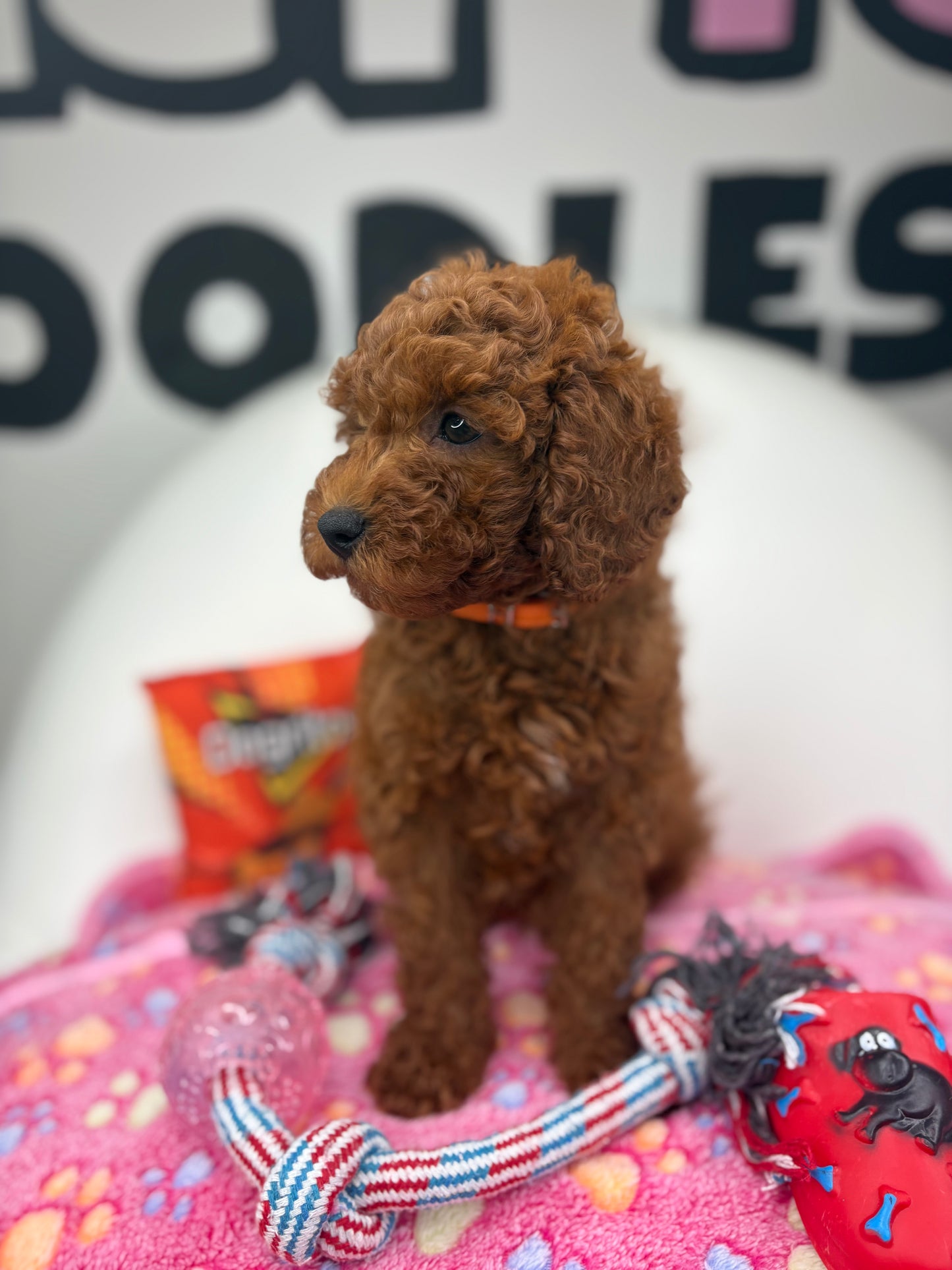 Dark Red Male Miniture Poodle (Deposit Only, Please Read The Description Below‼️)